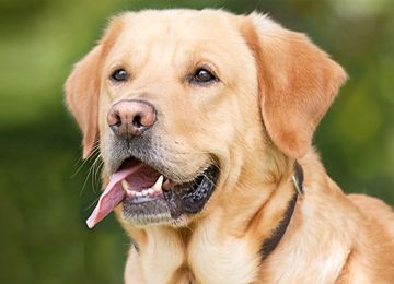 Ibasa investe em formulação inovadora e potencializa a barreira de defesa na pele de cães e gatos